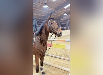 Cheval de sport allemand, Hongre, 7 Ans, 160 cm, Bai