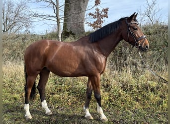 Cheval de sport allemand, Hongre, 7 Ans, 164 cm, Bai
