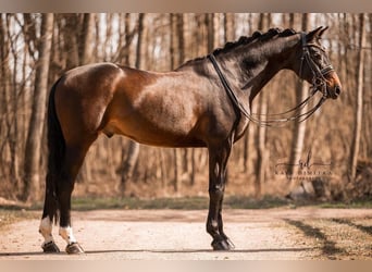 Cheval de sport allemand, Hongre, 7 Ans, 165 cm, Bai brun foncé