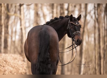 Cheval de sport allemand, Hongre, 7 Ans, 165 cm, Bai brun foncé