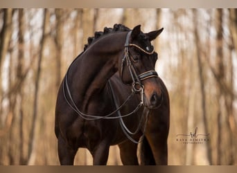 Cheval de sport allemand, Hongre, 7 Ans, 165 cm, Bai brun foncé