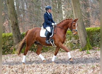 Cheval de sport allemand, Hongre, 7 Ans, 167 cm, Alezan