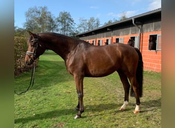 Cheval de sport allemand, Hongre, 7 Ans, 167 cm, Bai