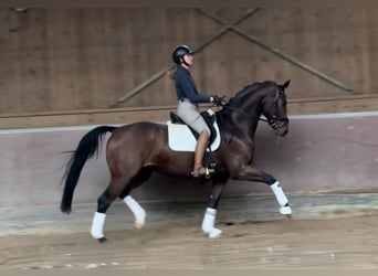 Cheval de sport allemand, Hongre, 7 Ans, 167 cm