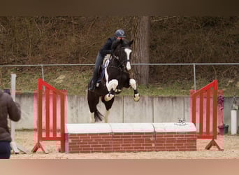 Cheval de sport allemand, Hongre, 7 Ans, 167 cm, Pinto