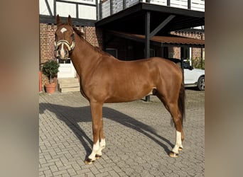 Cheval de sport allemand, Hongre, 7 Ans, 168 cm, Alezan