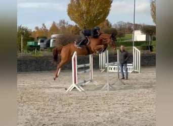 Cheval de sport allemand, Hongre, 7 Ans, 168 cm, Alezan