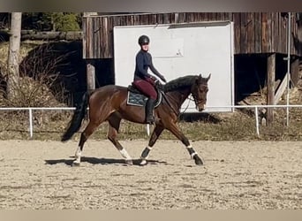 Cheval de sport allemand, Hongre, 7 Ans, 168 cm, Bai