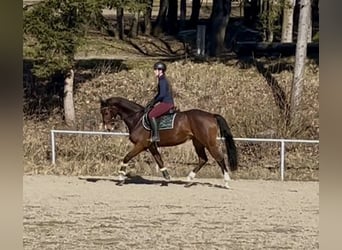 Cheval de sport allemand, Hongre, 7 Ans, 168 cm, Bai