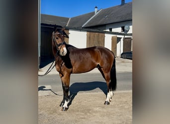 Cheval de sport allemand, Hongre, 7 Ans, 168 cm, Bai