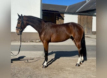 Cheval de sport allemand, Hongre, 7 Ans, 168 cm, Bai