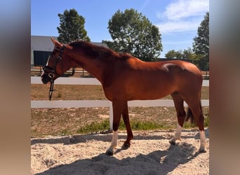 Cheval de sport allemand, Hongre, 7 Ans, 170 cm, Alezan