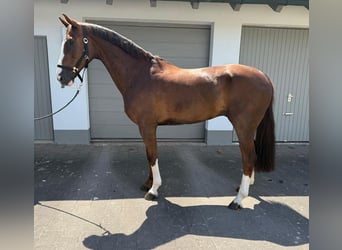 Cheval de sport allemand, Hongre, 7 Ans, 170 cm, Alezan