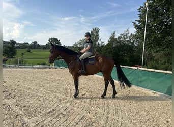 Cheval de sport allemand, Hongre, 7 Ans, 170 cm, Bai brun