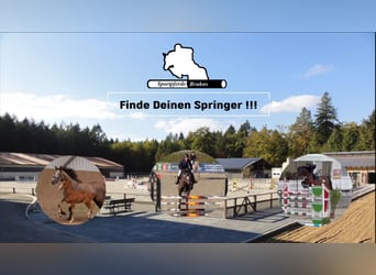Cheval de sport allemand, Hongre, 7 Ans, 170 cm, Bai