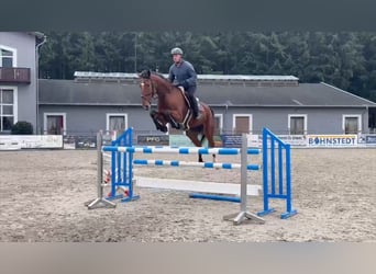 Cheval de sport allemand, Hongre, 7 Ans, 170 cm, Bai