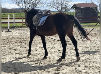 Cheval de sport allemand, Hongre, 7 Ans, 171 cm, Gris