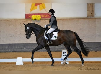 Cheval de sport allemand, Hongre, 7 Ans, 172 cm, Bai brun