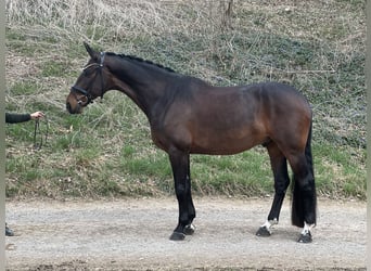 Cheval de sport allemand, Hongre, 7 Ans, 172 cm, Bai brun