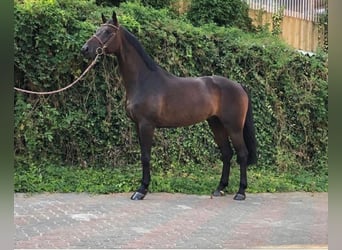Cheval de sport allemand, Hongre, 7 Ans, 172 cm, Bai brun