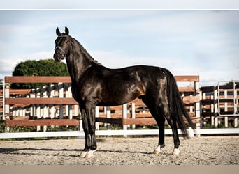 Cheval de sport allemand, Hongre, 7 Ans, 172 cm, Bai brun foncé