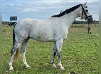 Cheval de sport allemand, Hongre, 7 Ans, 172 cm, Gris