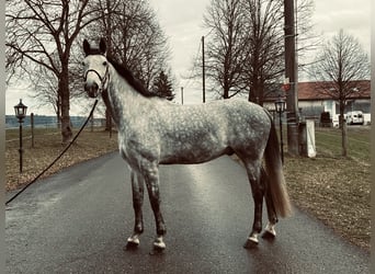 Cheval de sport allemand, Hongre, 7 Ans, 172 cm, Gris