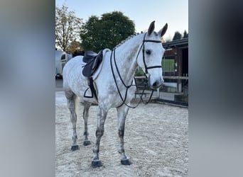 Cheval de sport allemand, Hongre, 7 Ans, 172 cm, Gris