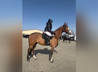 Cheval de sport allemand, Hongre, 7 Ans, 174 cm, Bai