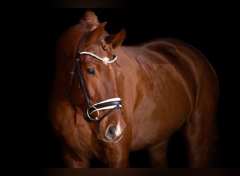 Cheval de sport allemand, Hongre, 7 Ans, 175 cm, Alezan brûlé