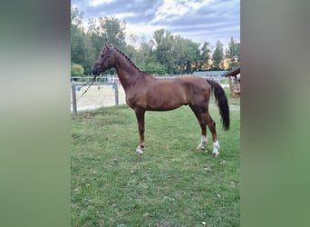 Cheval de sport allemand, Hongre, 7 Ans, 175 cm, Alezan