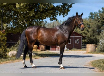 Cheval de sport allemand, Hongre, 7 Ans, 175 cm, Bai brun