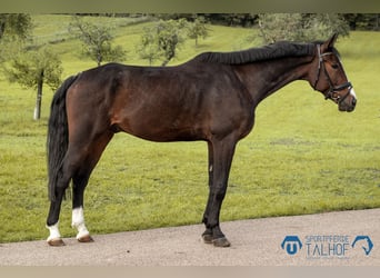 Cheval de sport allemand, Hongre, 7 Ans, 175 cm, Bai