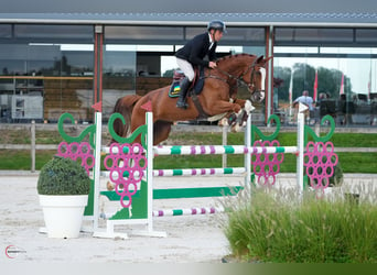 Cheval de sport allemand, Hongre, 7 Ans, 177 cm, Alezan brûlé