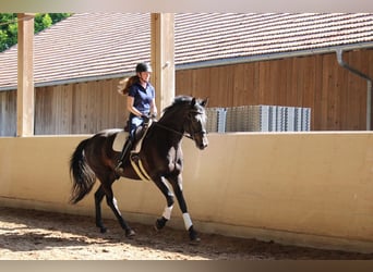 Cheval de sport allemand, Hongre, 7 Ans, 177 cm, Noir