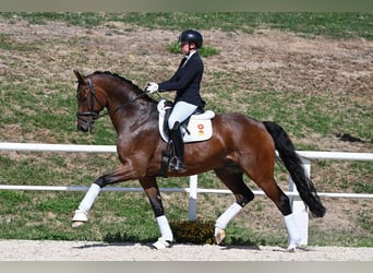 Cheval de sport allemand, Hongre, 7 Ans, 178 cm, Bai