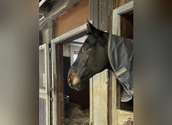 Cheval de sport allemand, Hongre, 7 Ans, 180 cm, Bai brun foncé