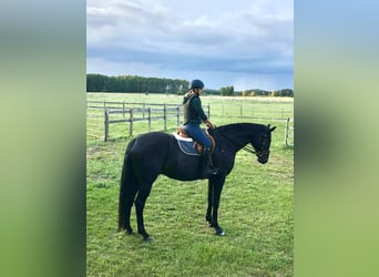 Cheval de sport allemand, Hongre, 7 Ans, 180 cm, Bai brun foncé