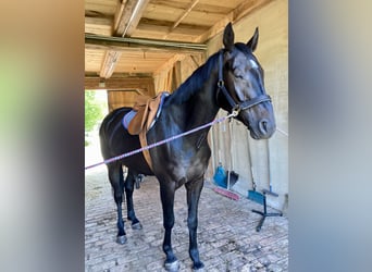 Cheval de sport allemand, Hongre, 7 Ans, 180 cm, Bai brun foncé