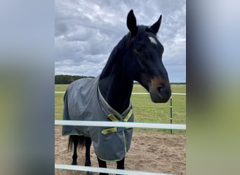 Cheval de sport allemand, Hongre, 7 Ans, 180 cm, Bai brun foncé