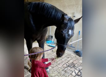 Cheval de sport allemand, Hongre, 7 Ans, 180 cm, Bai brun foncé