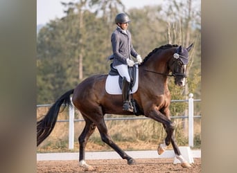 Cheval de sport allemand, Hongre, 7 Ans, 180 cm, Bai brun foncé