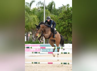 Cheval de sport allemand, Hongre, 7 Ans, Bai