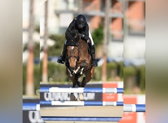 Cheval de sport allemand, Hongre, 7 Ans, Bai