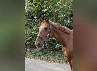 Cheval de sport allemand, Hongre, 7 Ans