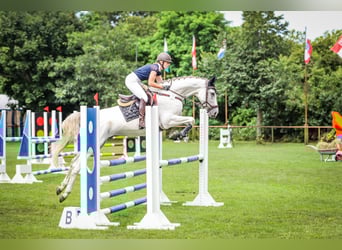 Cheval de sport allemand, Hongre, 7 Ans, Gris