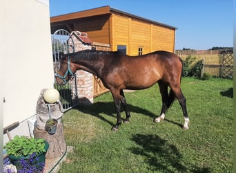 Cheval de sport allemand, Hongre, 8 Ans, 156 cm, Bai brun