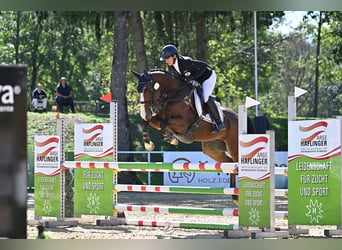 Cheval de sport allemand, Hongre, 8 Ans, 161 cm, Bai