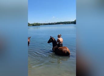 Cheval de sport allemand, Hongre, 8 Ans, 166 cm, Bai