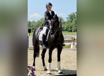 Cheval de sport allemand, Hongre, 8 Ans, 166 cm, Noir